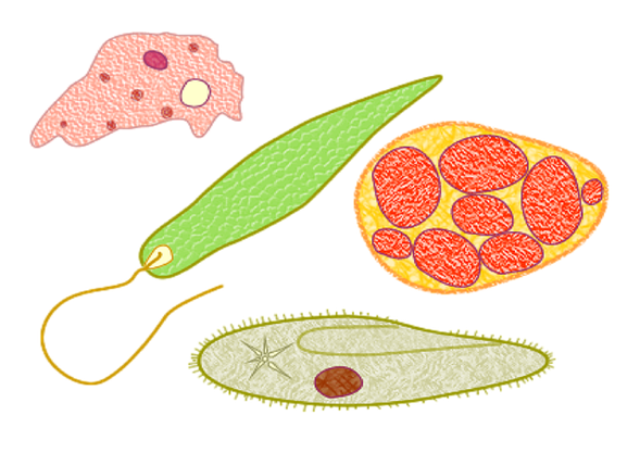 microorganismo
