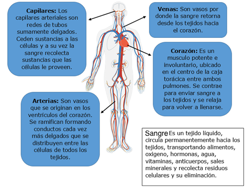 Cuerpo humano con el sistema circulatorio