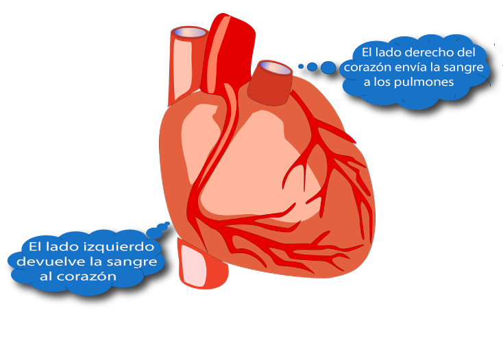 El Corazón