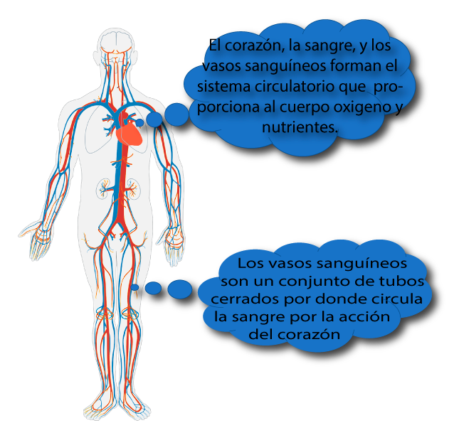 Sistema Circulatorio