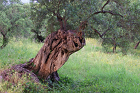 arbol