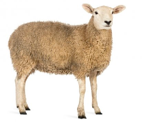 Oveja